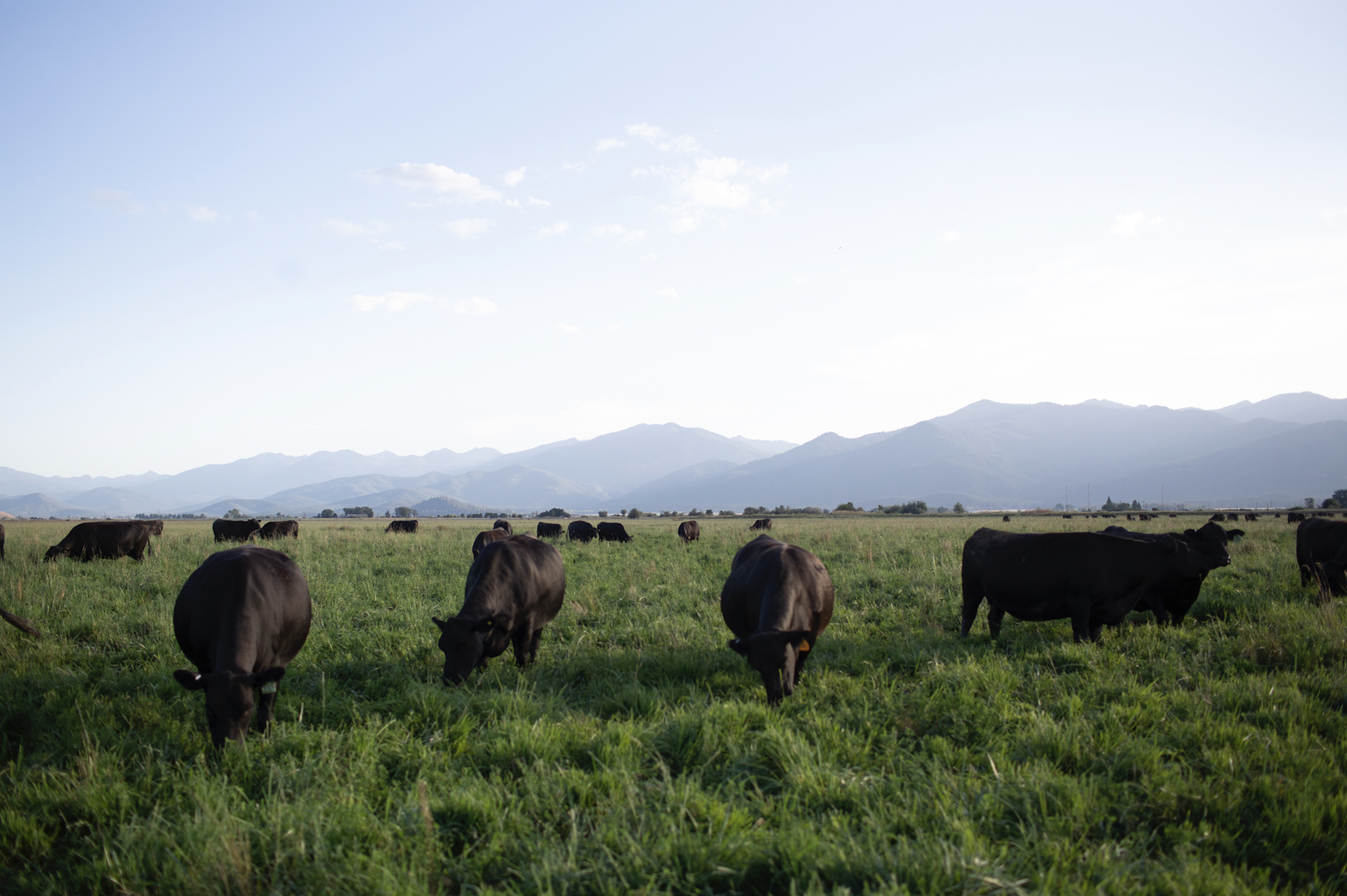 Five Marys Ranch black angus cattle.png