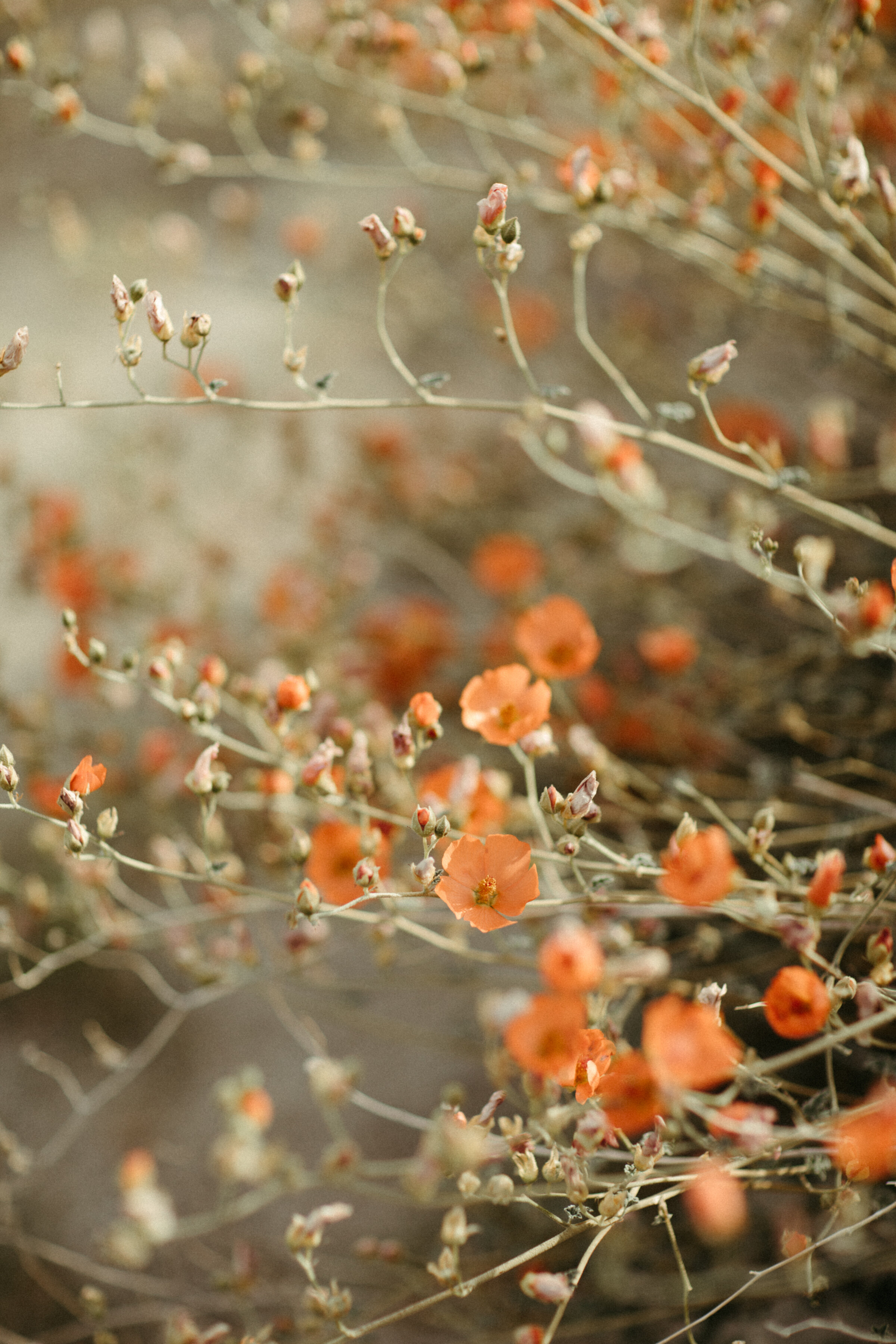 desert flowers-3.jpg