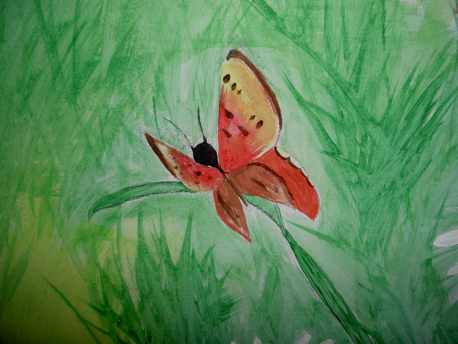 ayva_butterfly.JPG