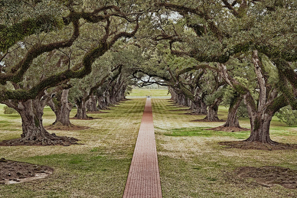 Live Oaks_NOLA.jpg