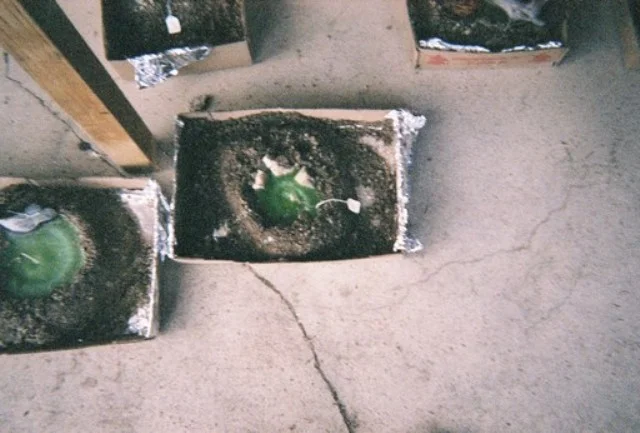 Green Candle.jpg