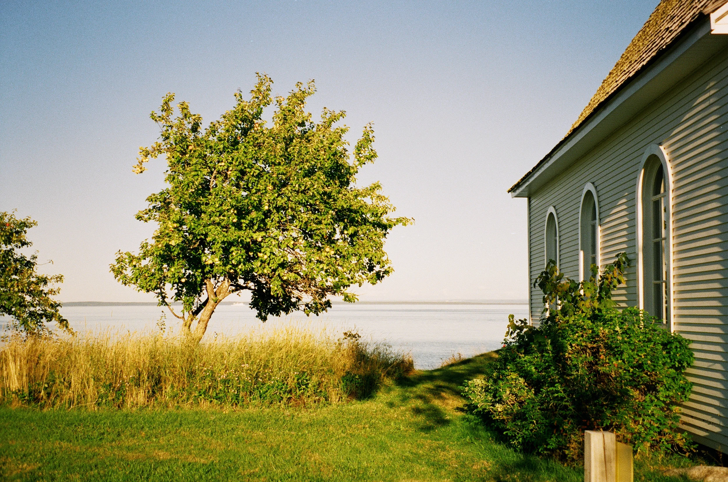 arbre2.jpg