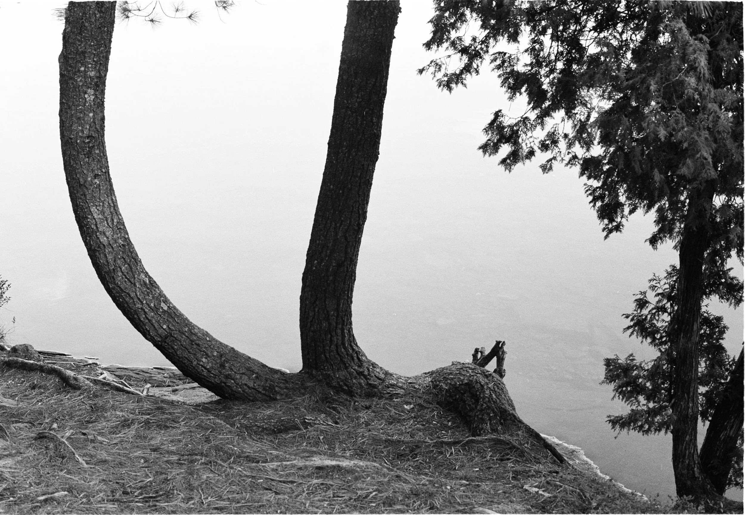 arbres - copie 2.jpg