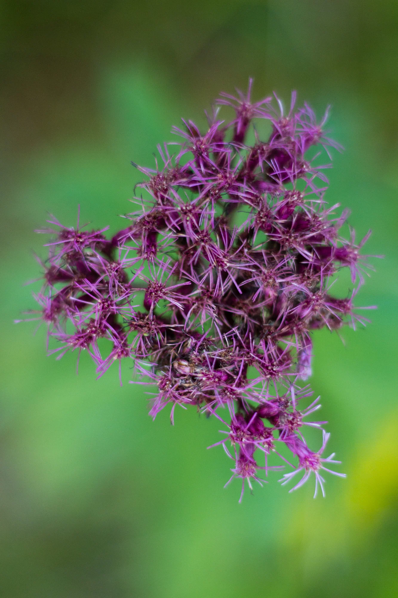Found in the wild flower garden at Rock Point
