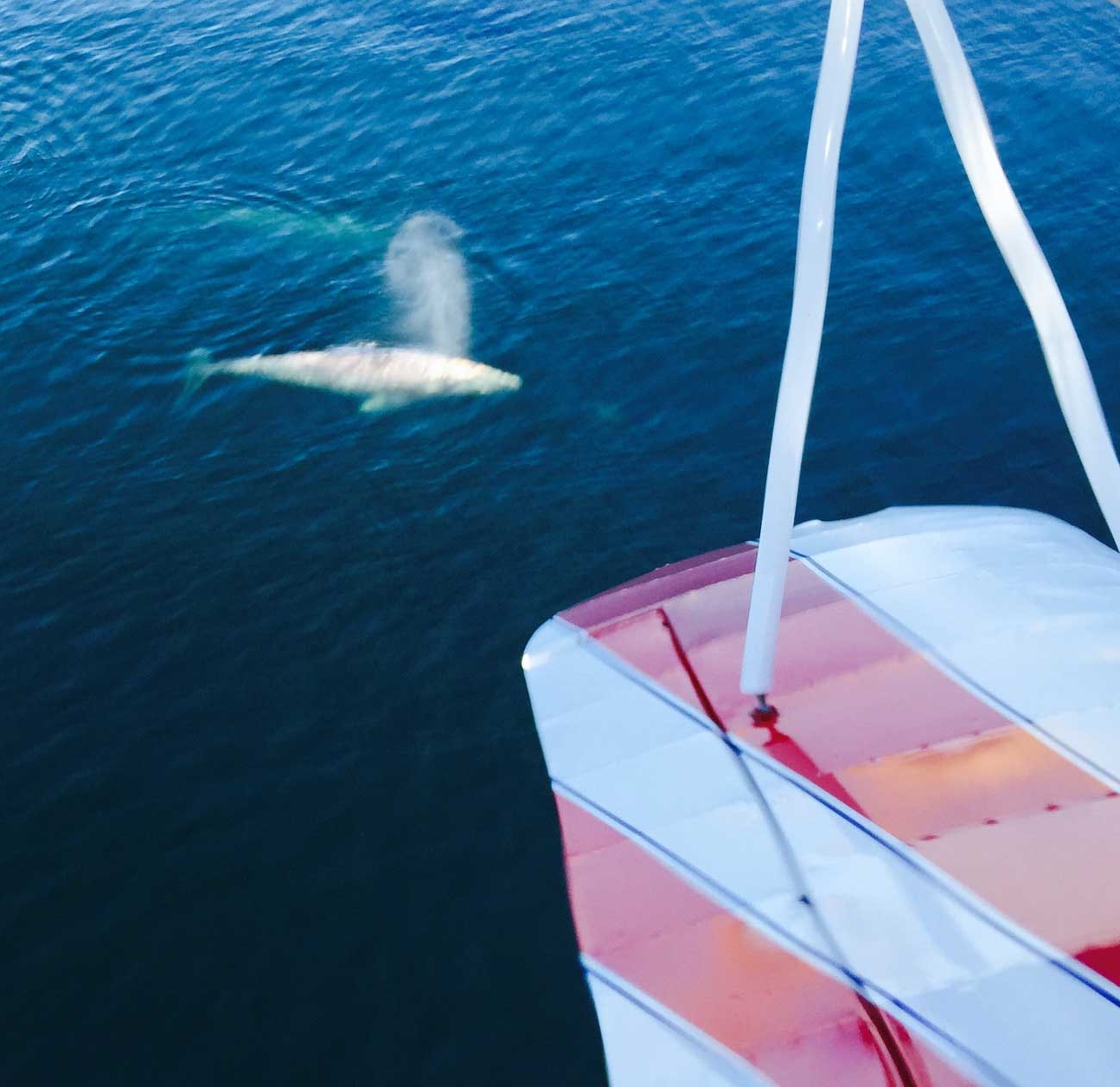 Gray Whale saying "Hello" as seen off Torrey Pines with our Biplane.