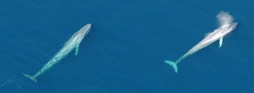 Aerial Tour Whale Watching season is Dec thru mid March.