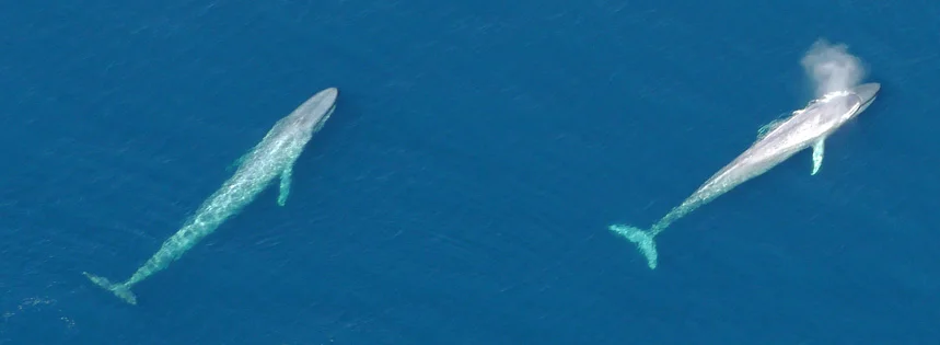 Whale watching off the coast of San Diego with San Diego Sky Tours
