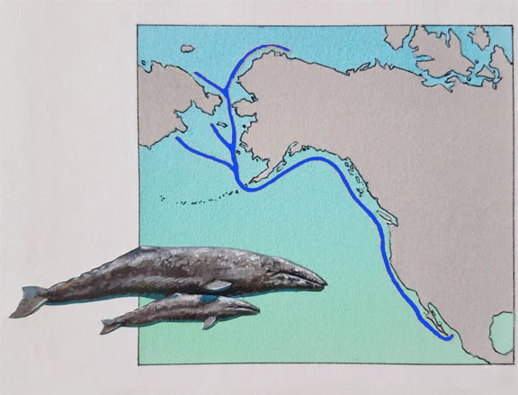 Gray Whale Migration Pattern