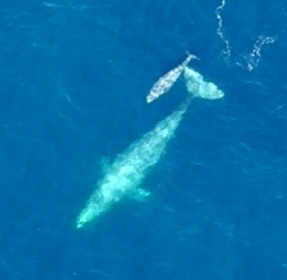 babywhales.jpg