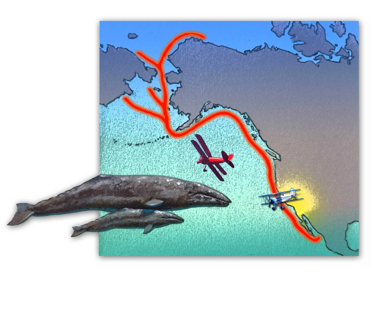 Migration Patterns of the Gray whale.