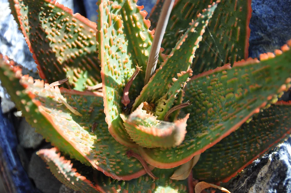 DSC_0646.jpg