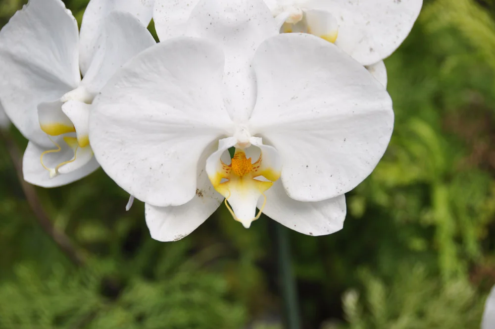 DSC_0661.jpg