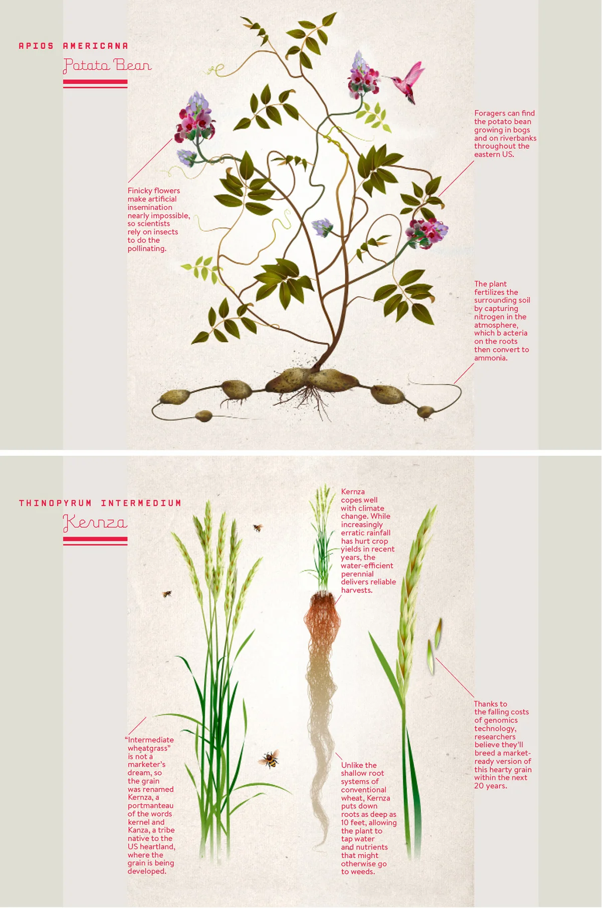 WIRED Magazine | Botanical Illustration