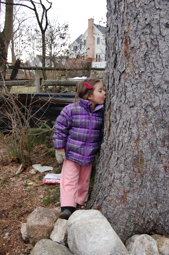  This is a photo of the home owner's daughter kissing the 85' spruce goodbye. The tree was in danger of falling and so we had it cut, dried and milled and used it to make almost all of the interior trim in the house.&nbsp; 