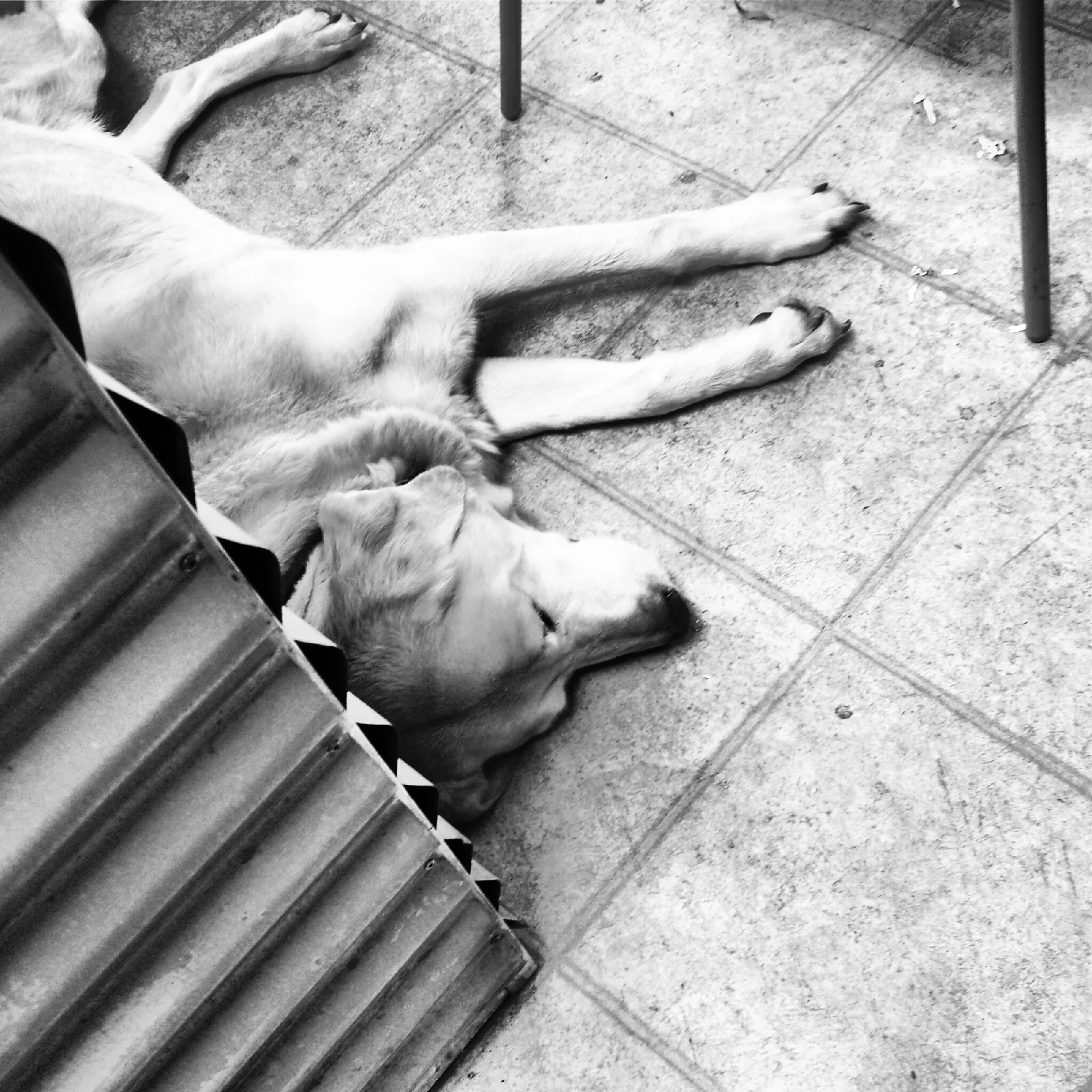 Hank the shop dog. #hanktheshopdog
