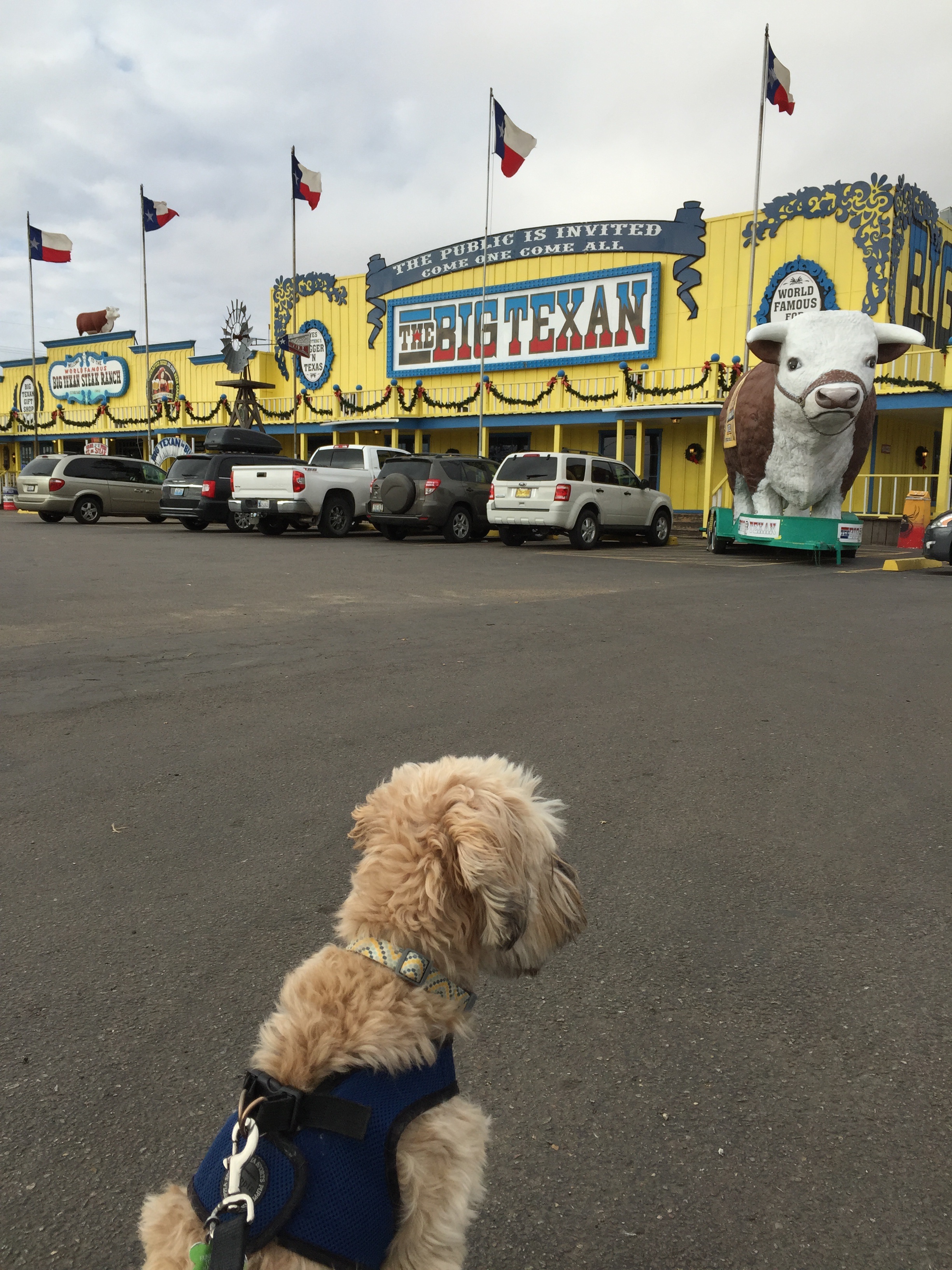 Noola not being co-operative for the photoshoot in Amarillo, TX