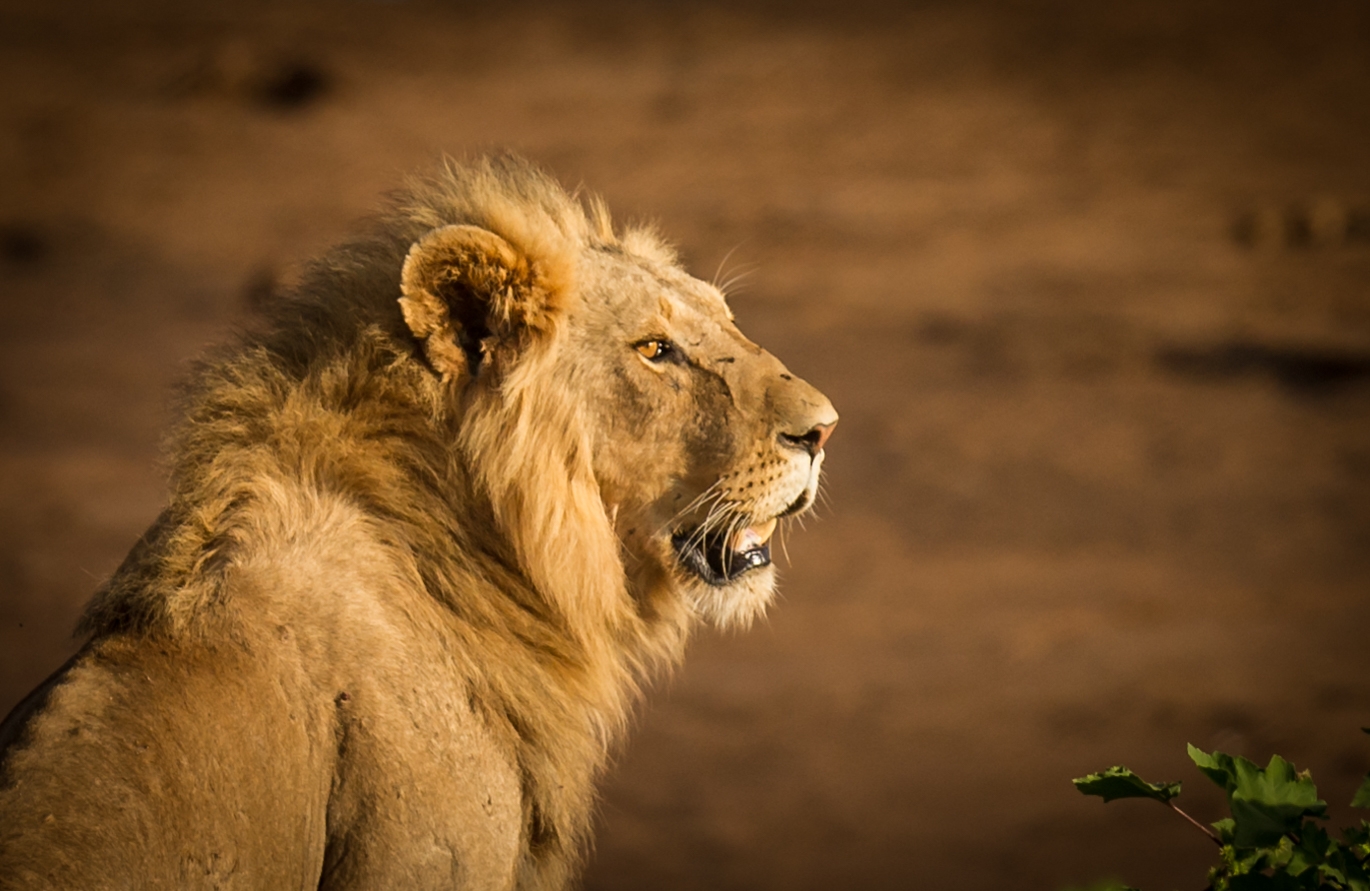 Lion portrait