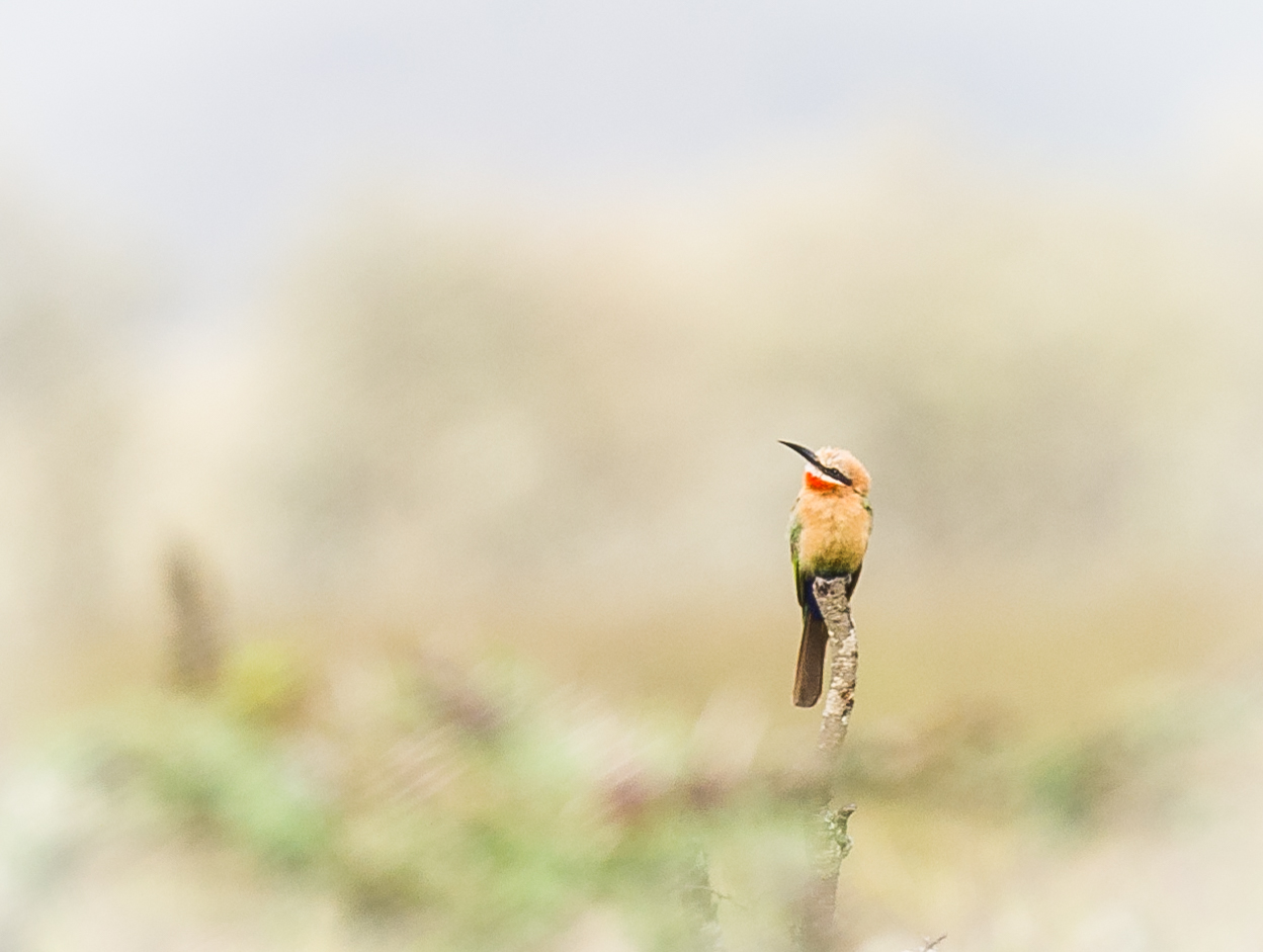 White fronted Bee-eater
