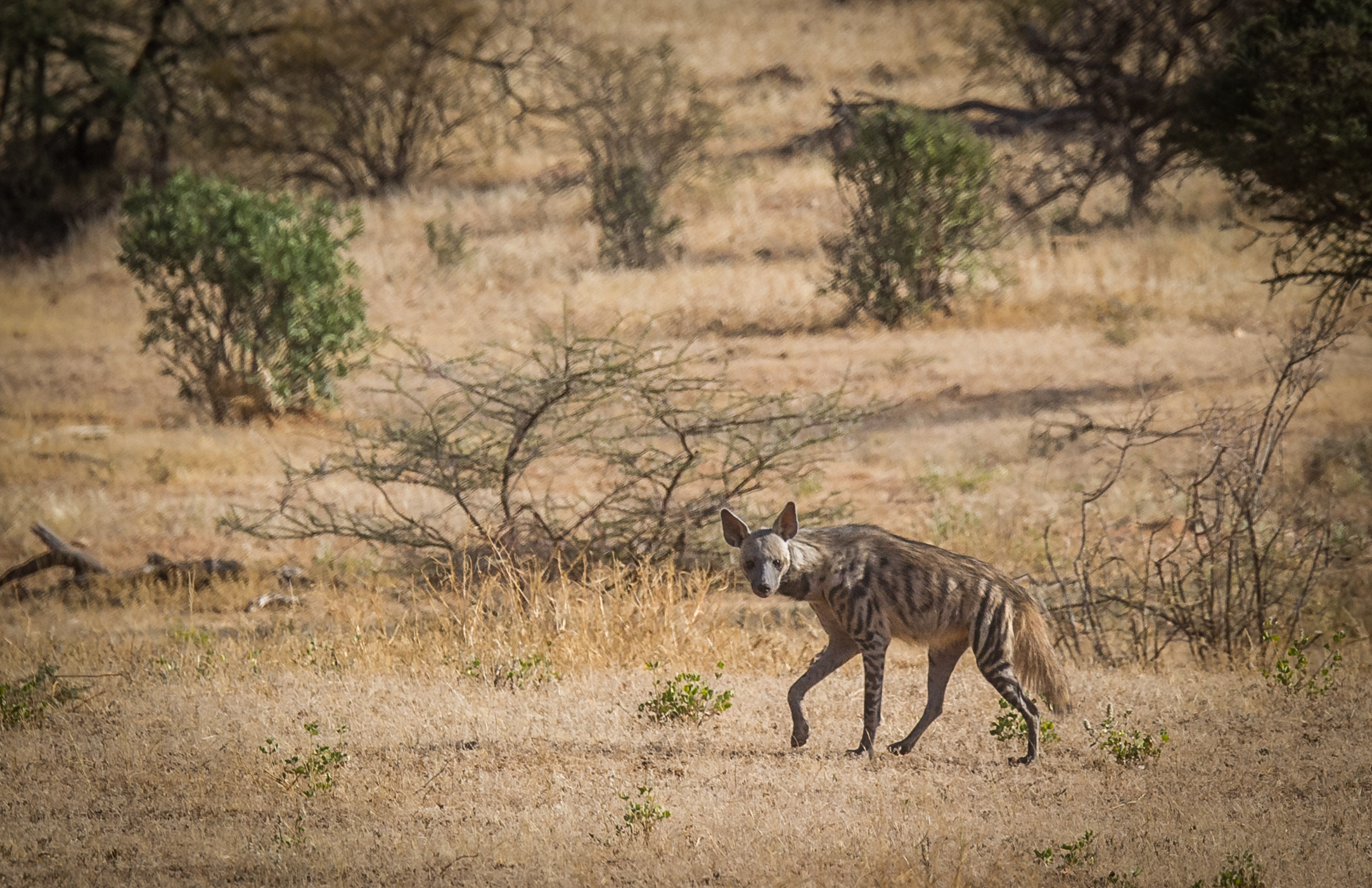 Striped Hyena