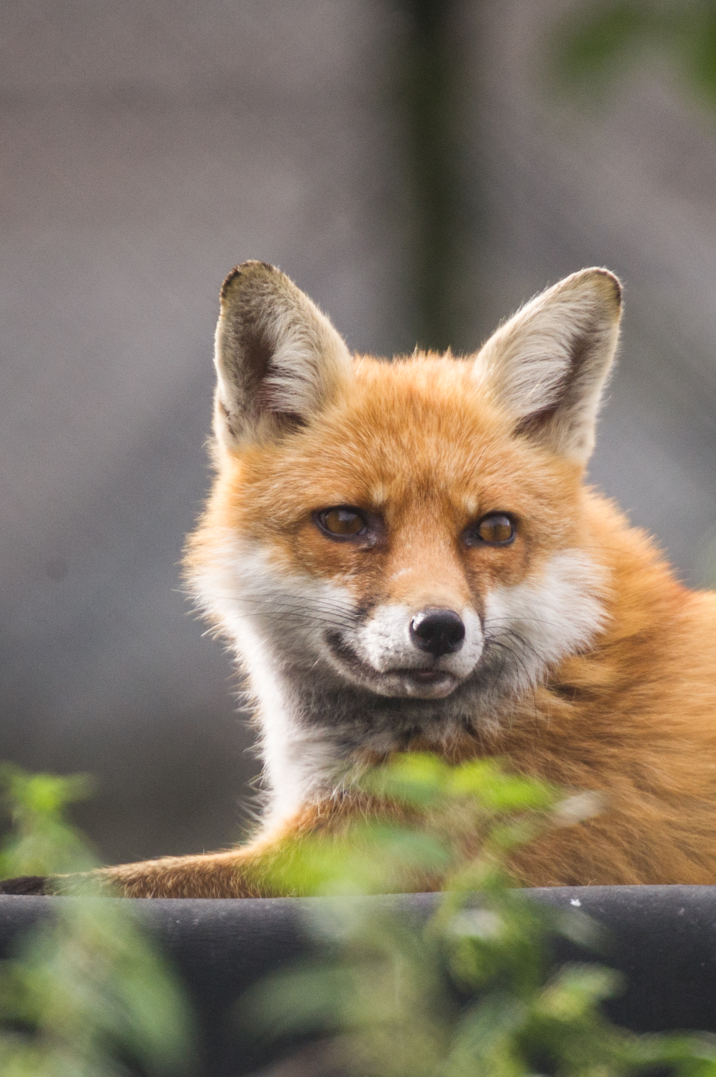 Foxy