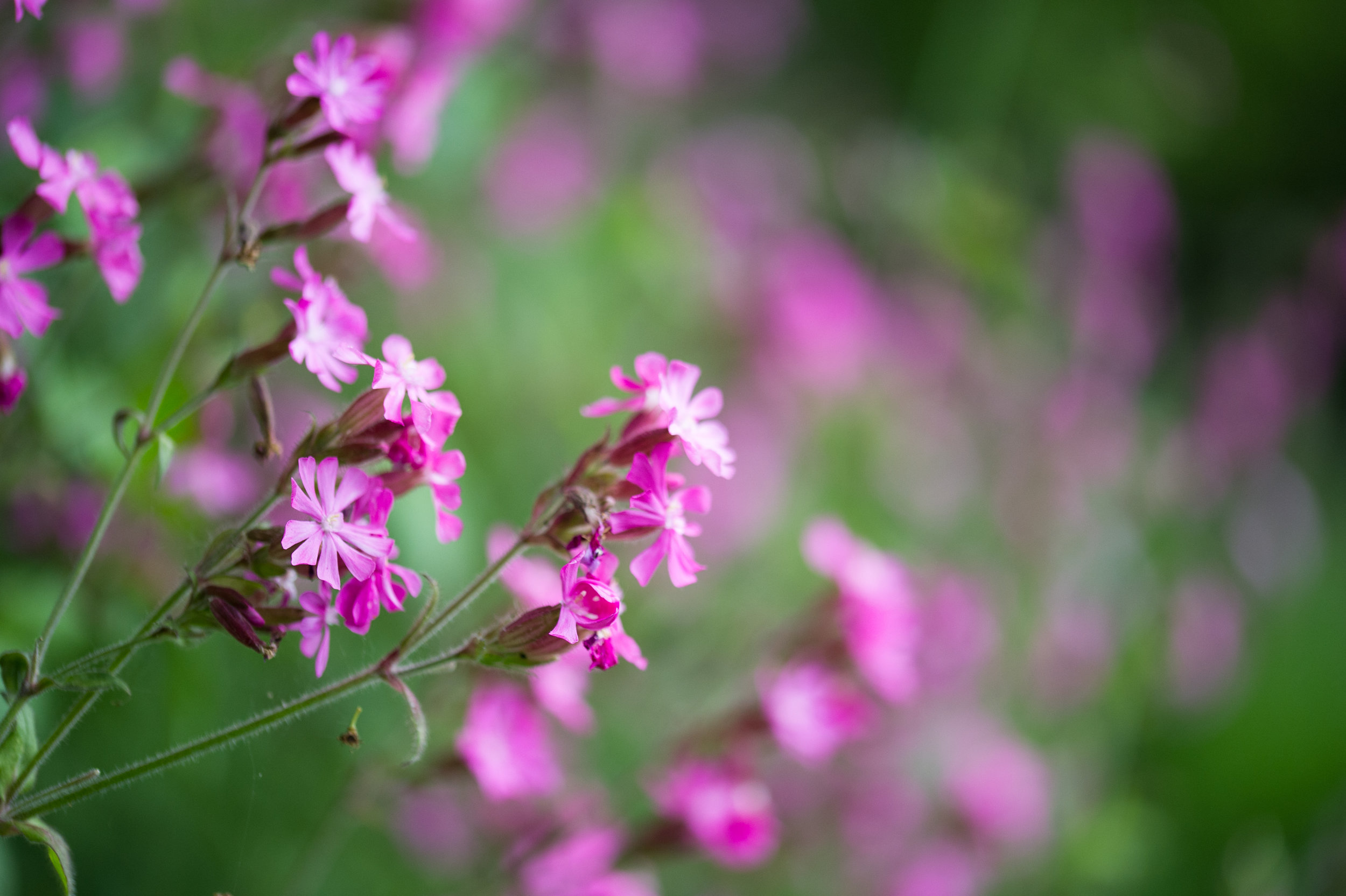 Spring flowers