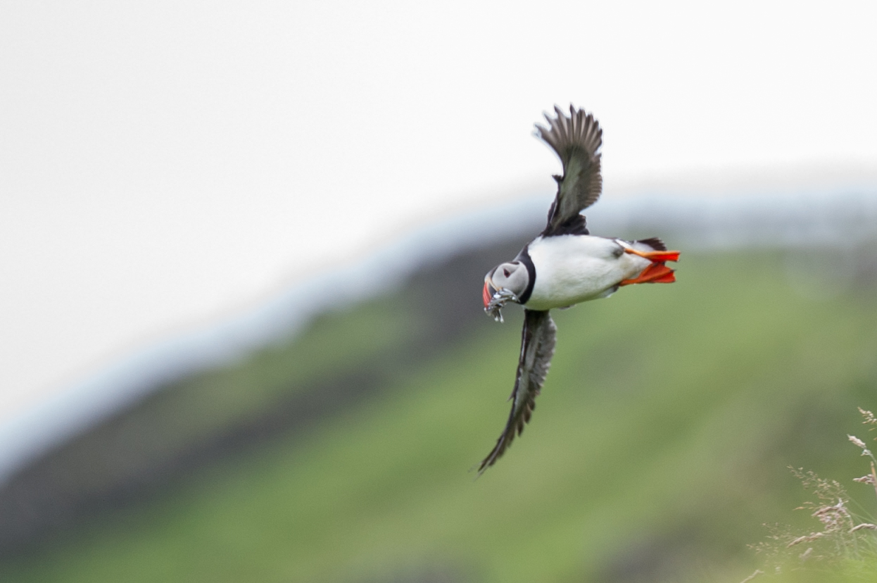 Puffin with lunch