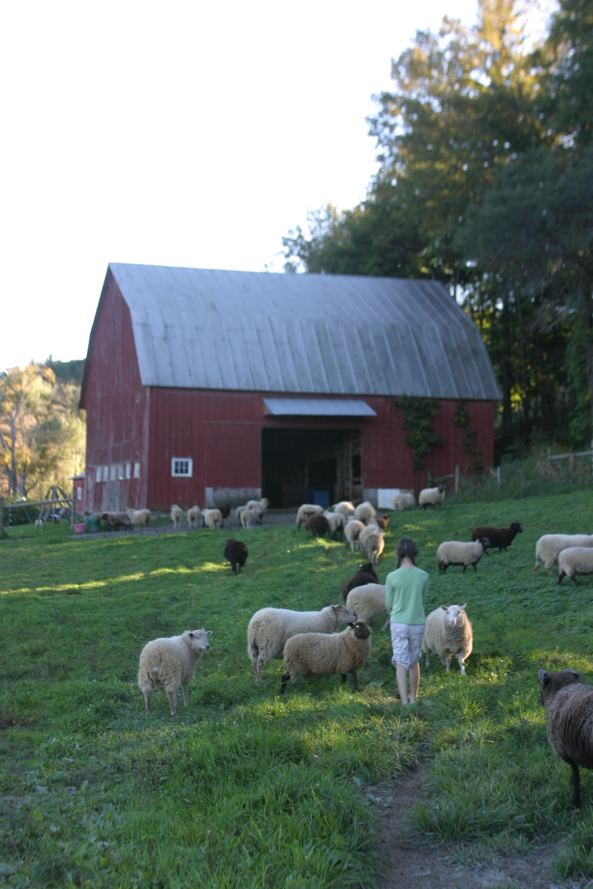 sheep barn.JPG