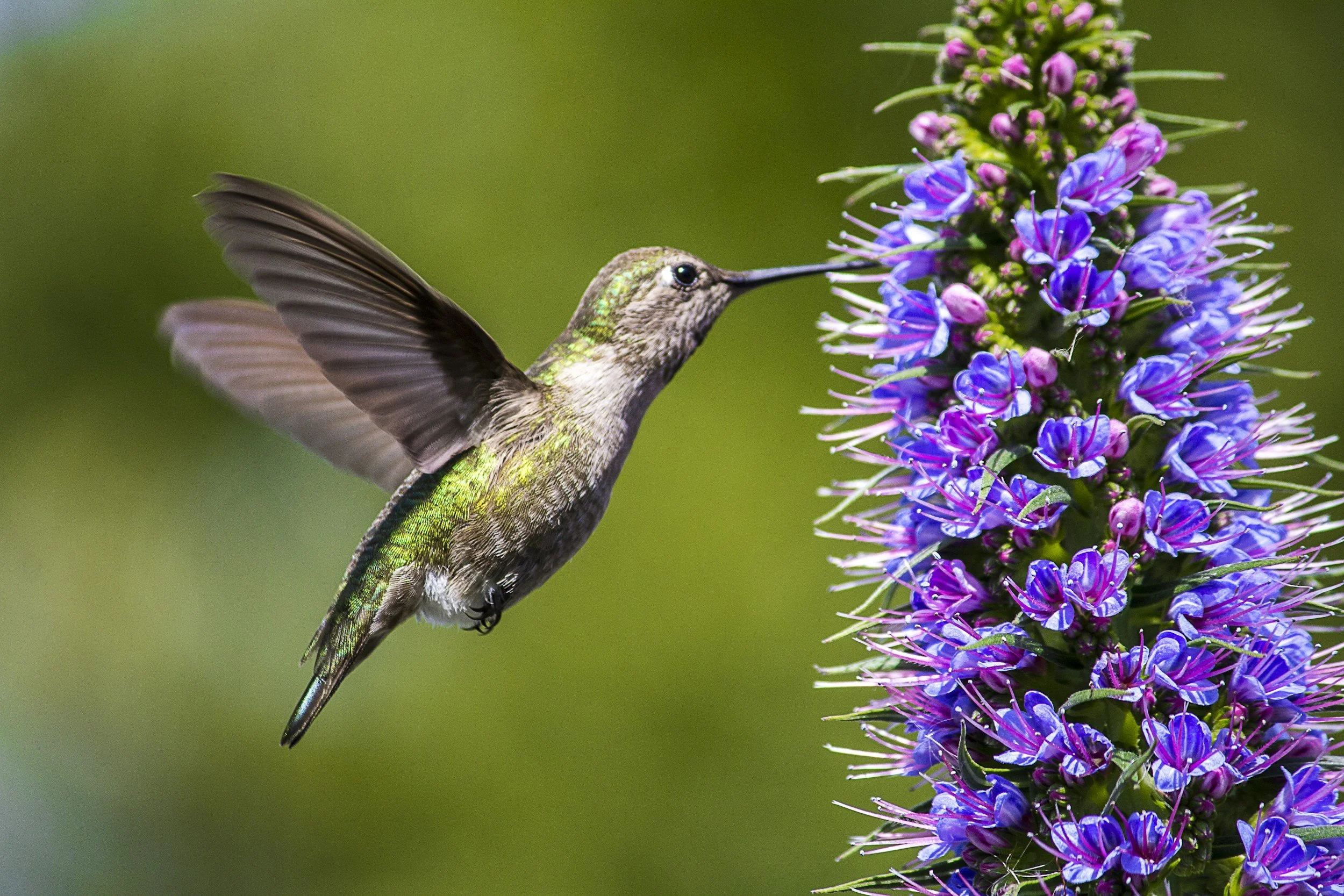 Growing Medicinal Herbs for Hummingbirds and People