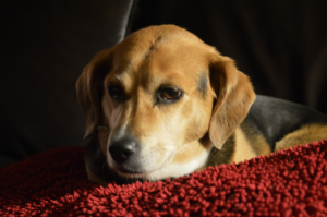 Luna - I imagine she would talk really fast and have a nervous twitch if she was a human.