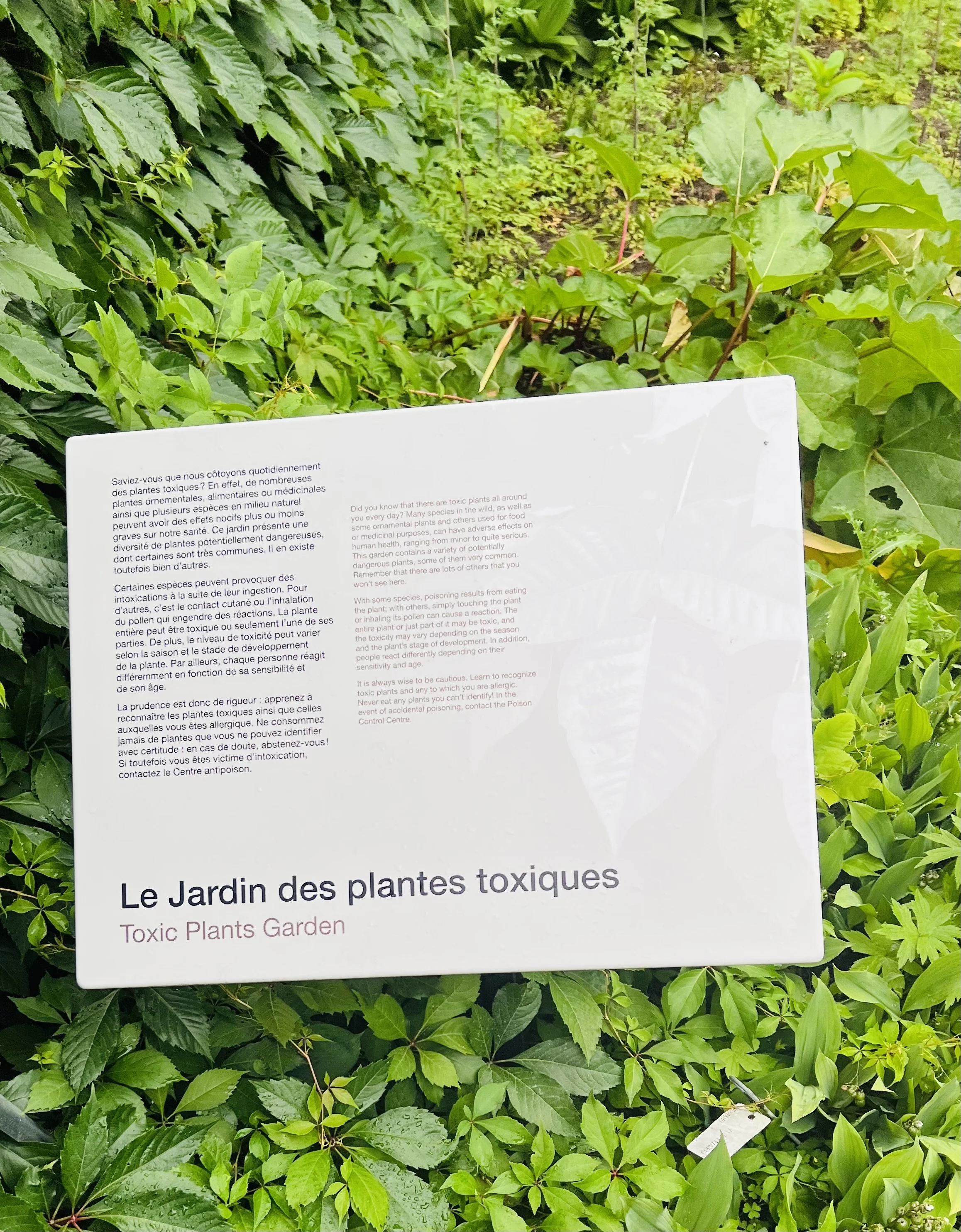 The Toxic Plants