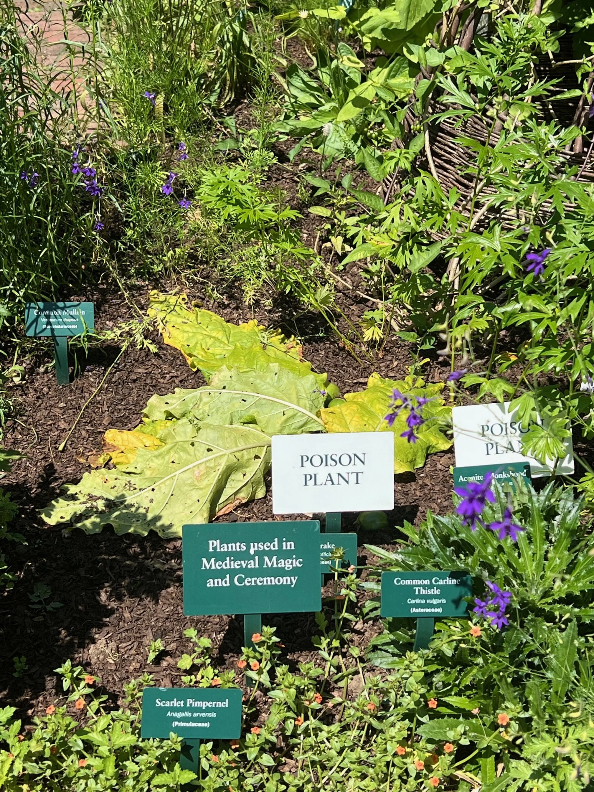 The Magic Garden