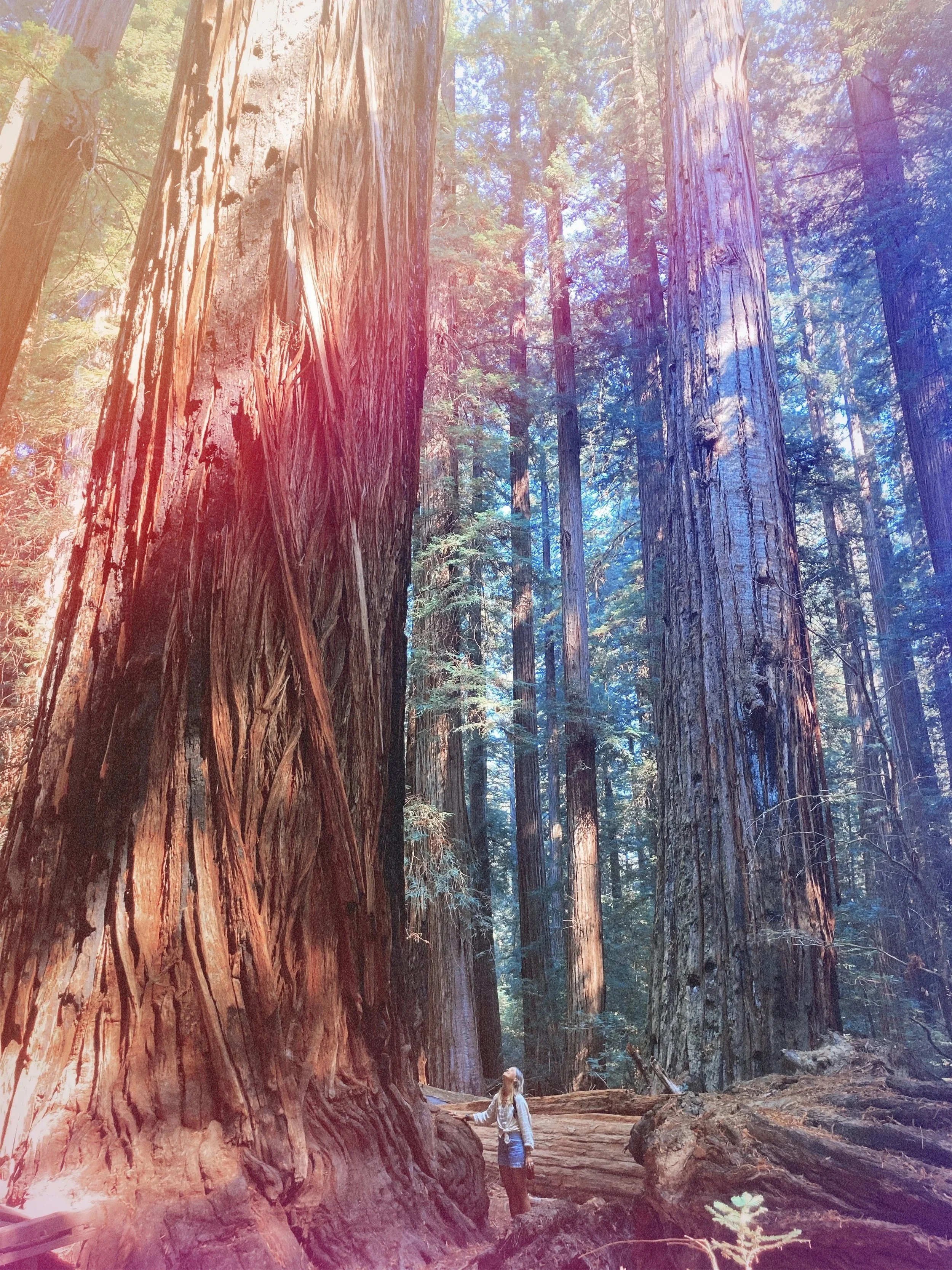 Humboldt based communications and marketing expert holly hilgenberg at the base of a redwood tree