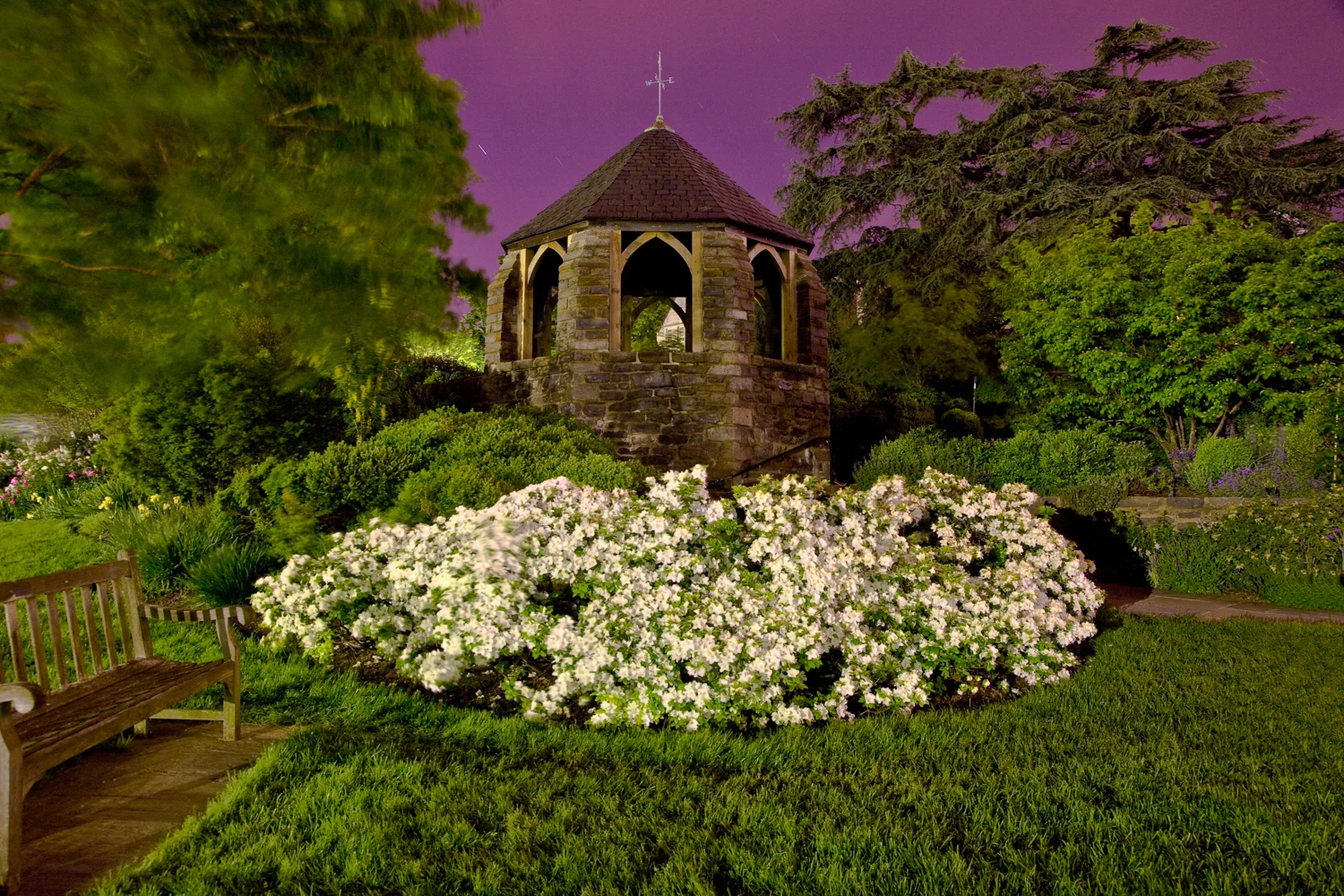 BG White Azaleas.jpg