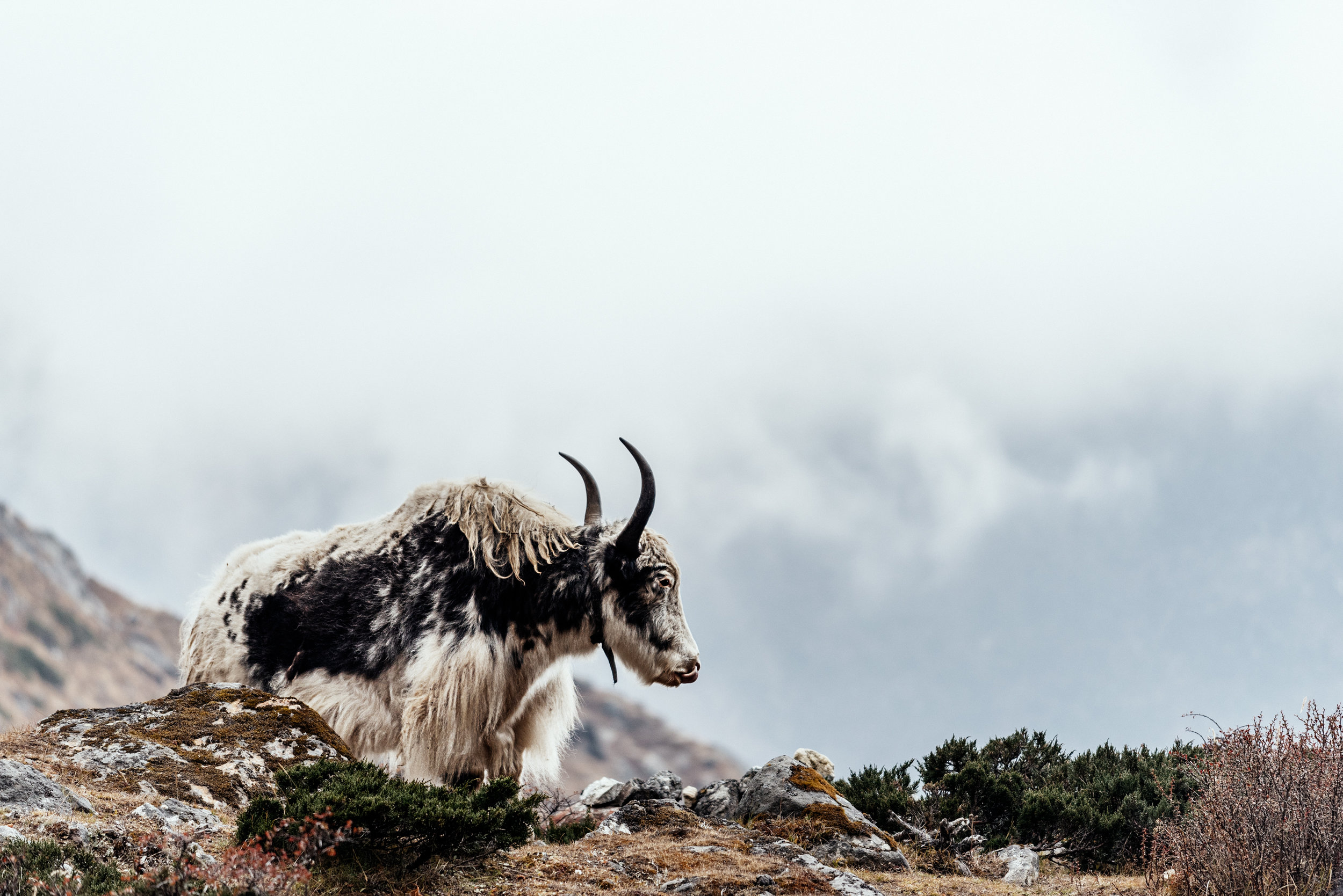 SFS-ChrisBrinleeJr-Khumbu-D750-100.jpg