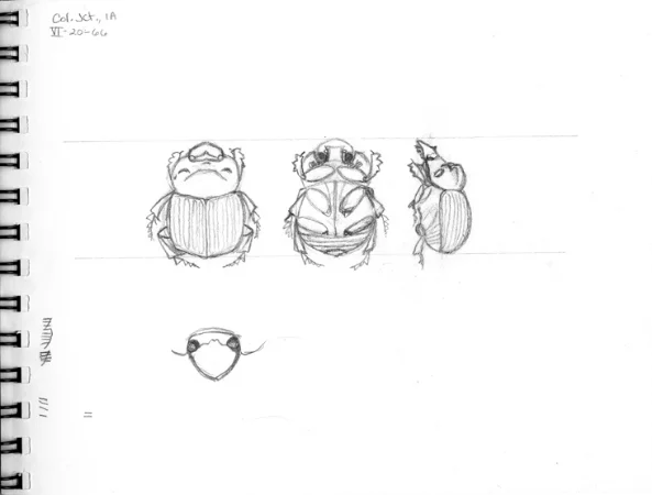 Dung Beetle sketch © 2013 Karen A. Johnson