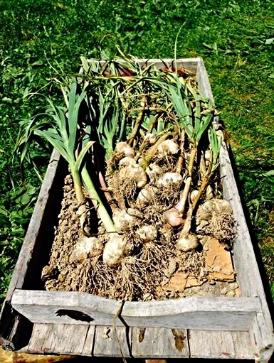 Fresh Garlic