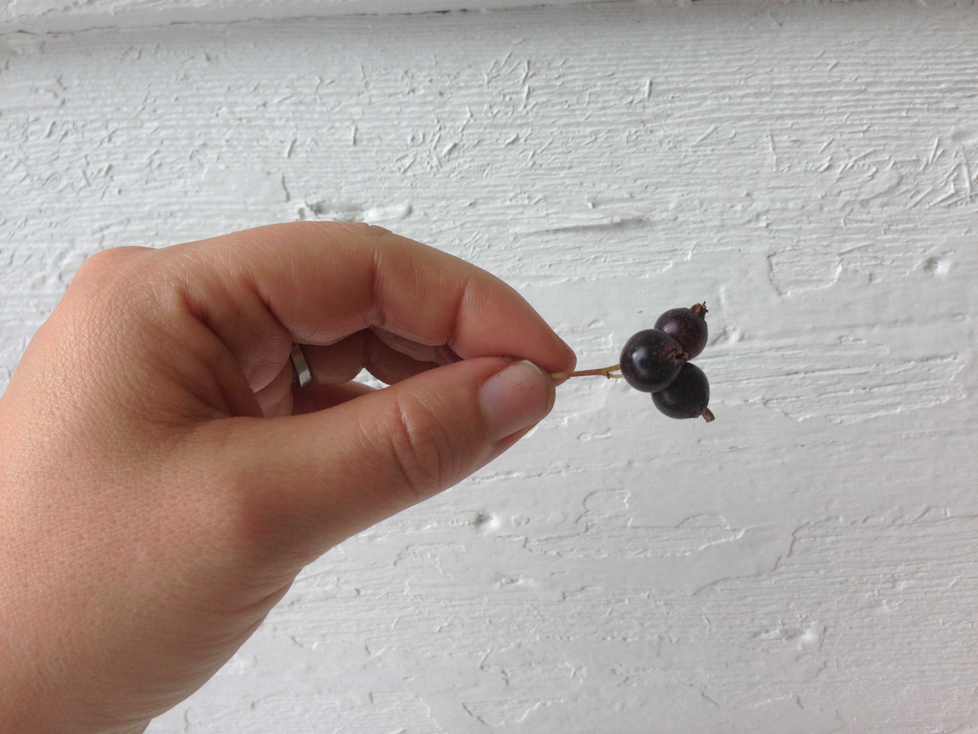 Black Currants