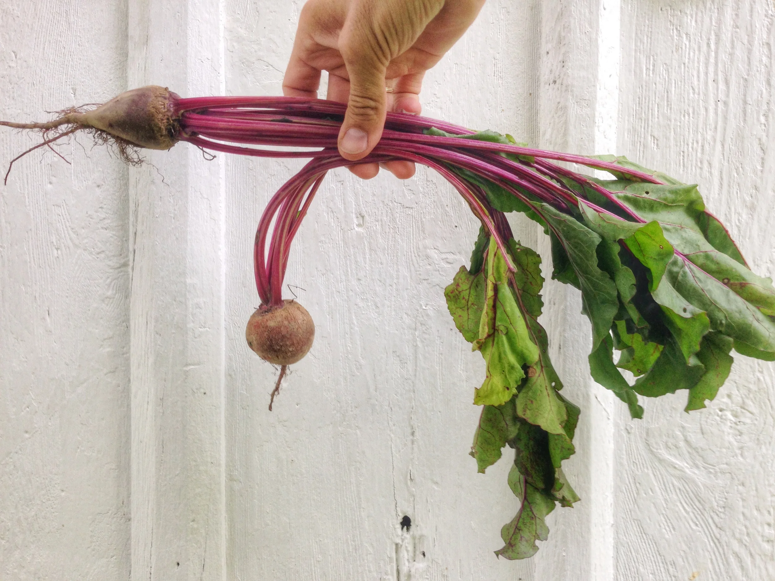 Beets