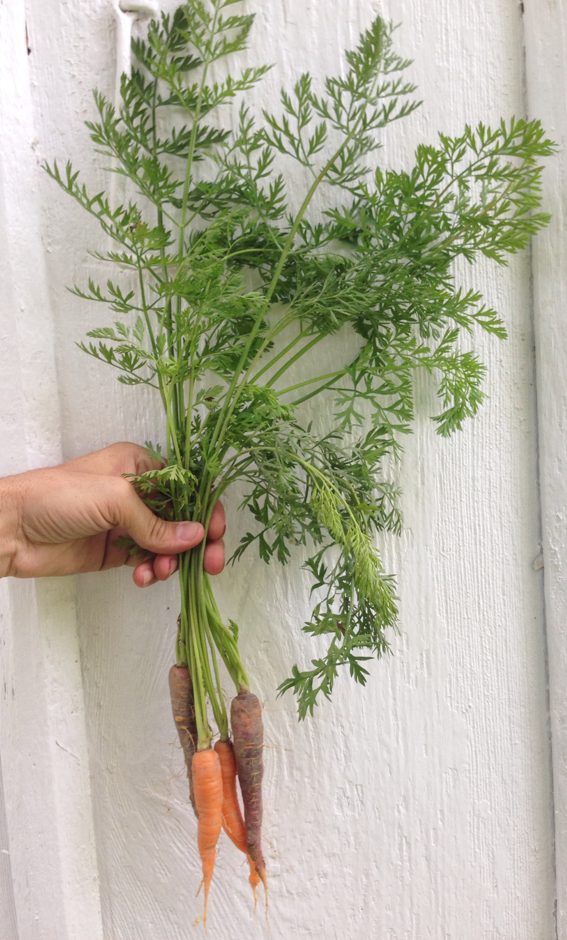 Carrots 