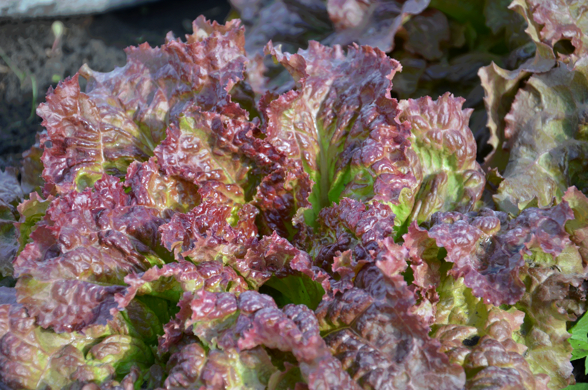 roxy lettuce.gif