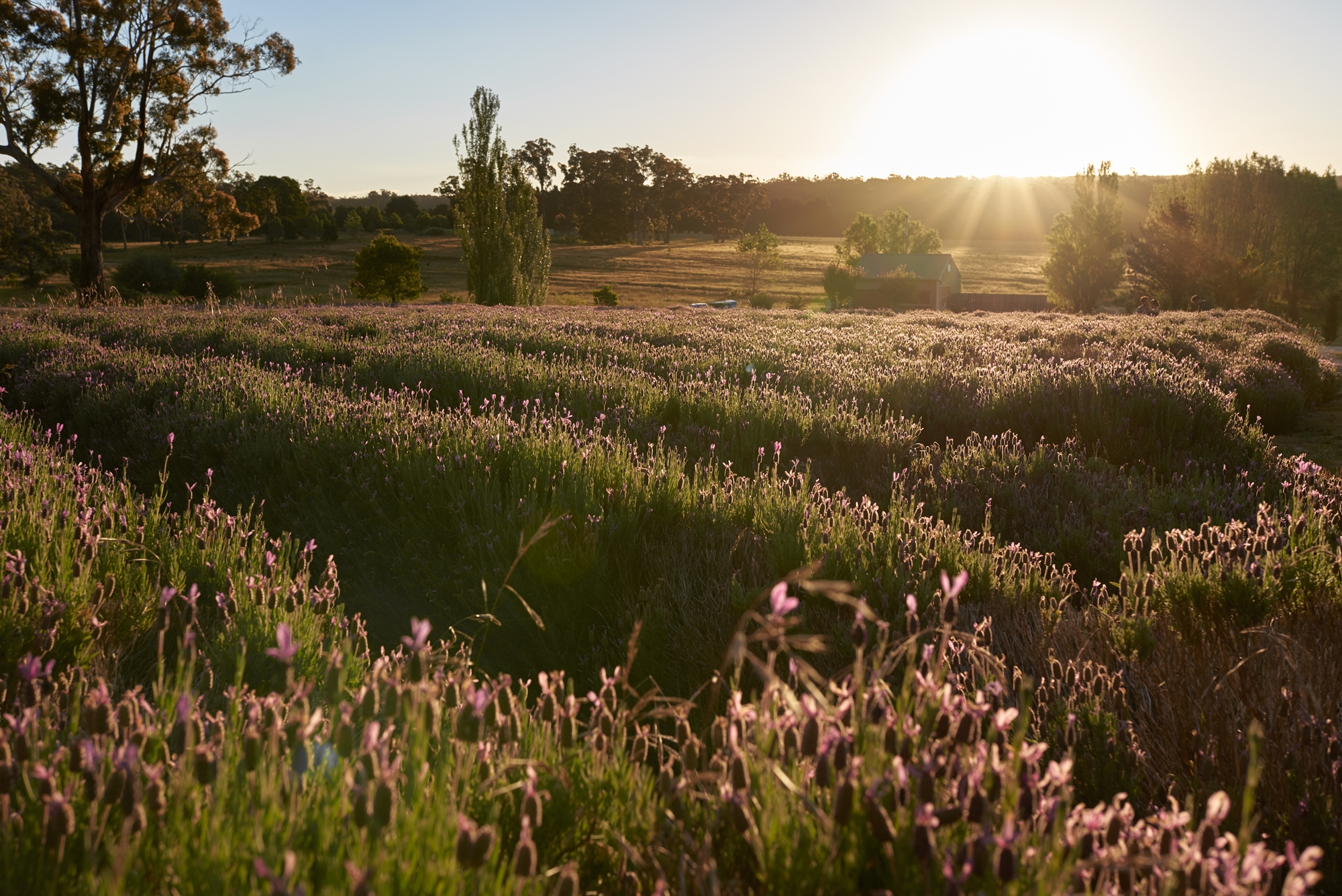  Sunset over field of flowers 