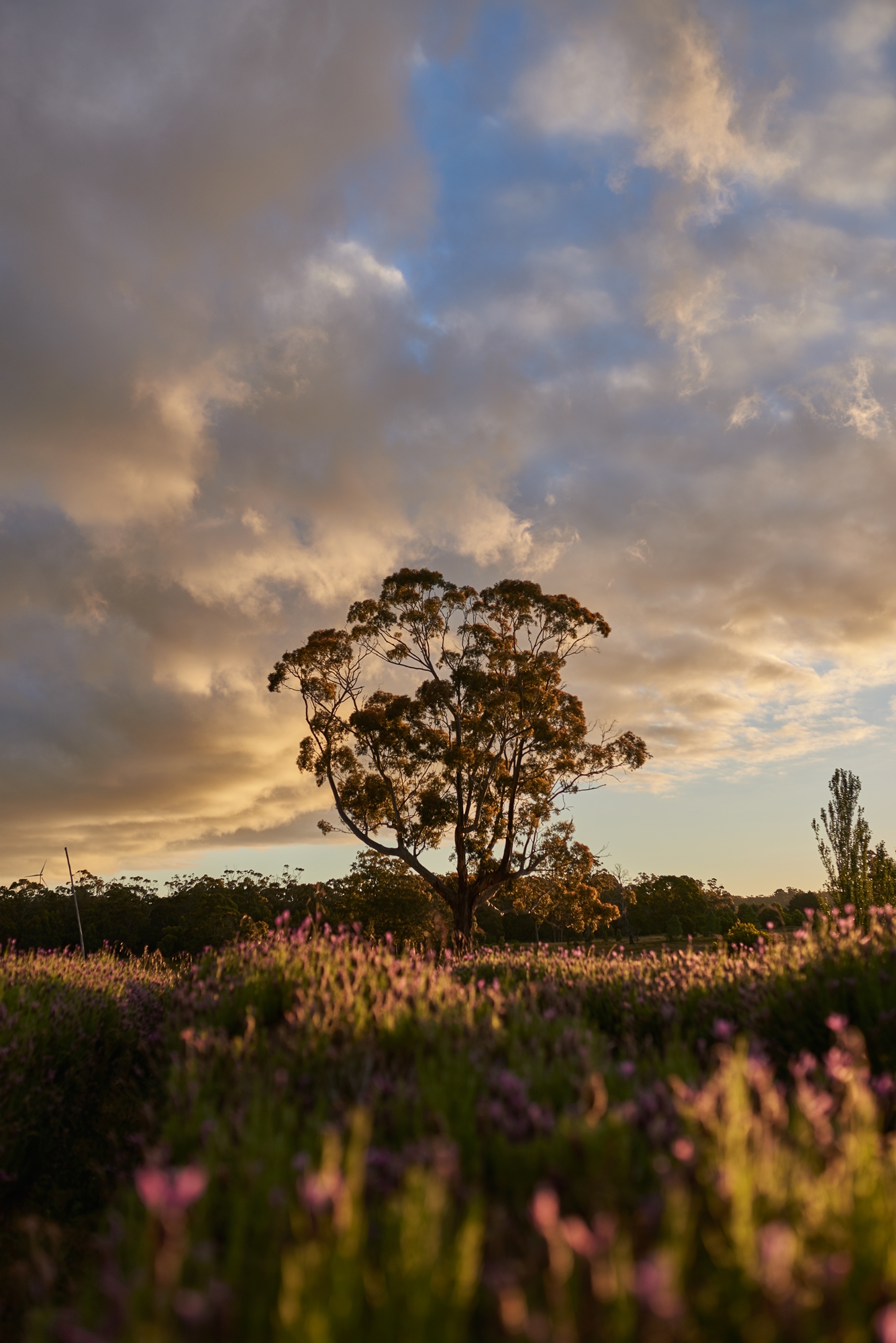 Victoria-Australia-luxury-wedding-inspiration-DSC_4455.jpg