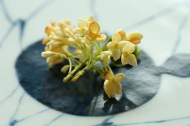Kwai Fah (Osmanthus fragrans)