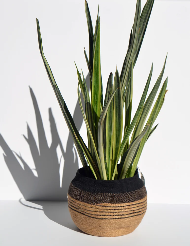 JUTE+BLACKCOLORWAY,CUSTOMBUCKET.jpg