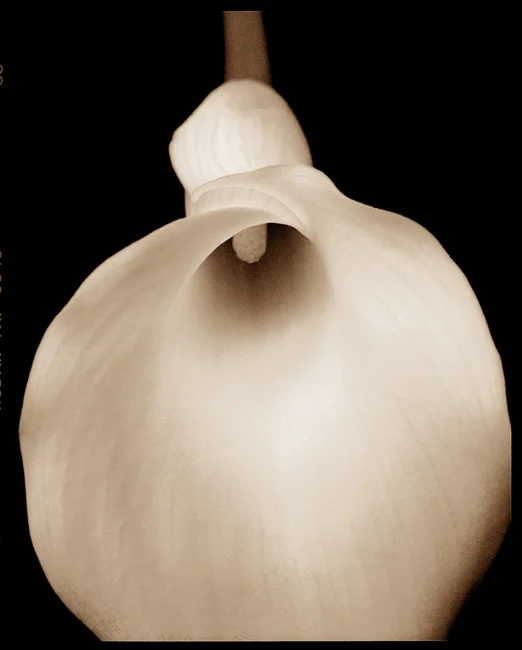 tw-book-p37-bw-calla-lily-I-20x16-gelatin-silver-print_1.jpg