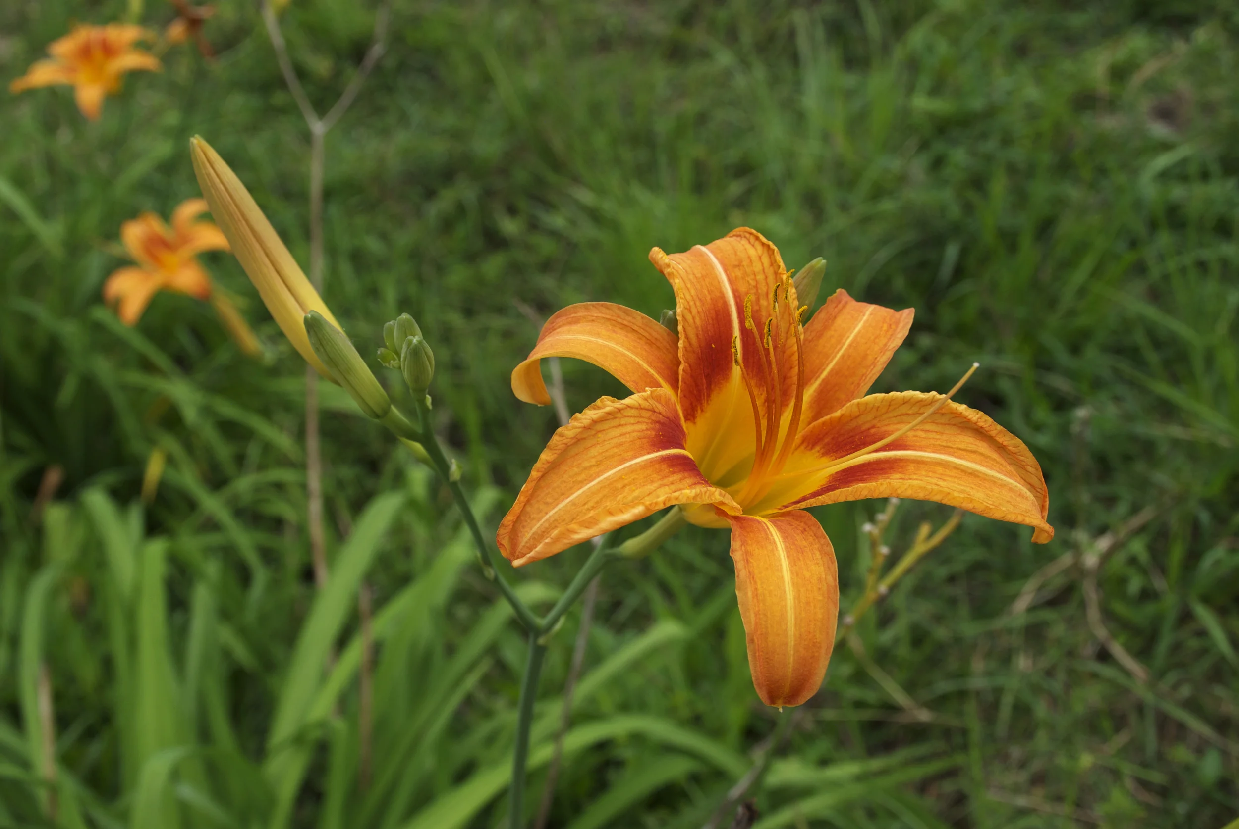 cubaflower.jpg