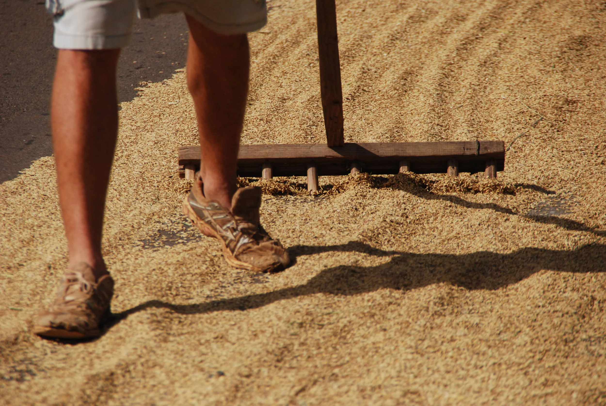  rice being dried on the road to Havana from Cienfuegos, 2012 