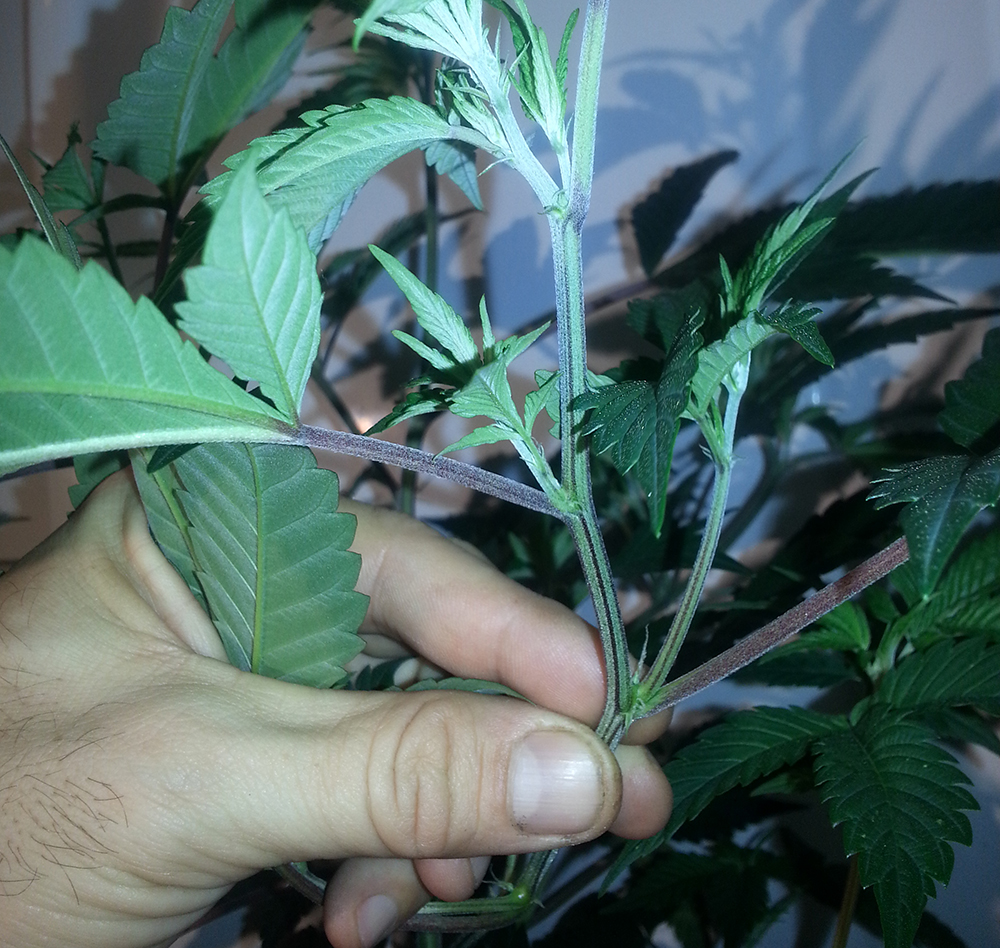 Fig #1