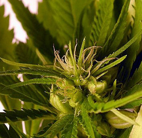 Hermaphrodite plant