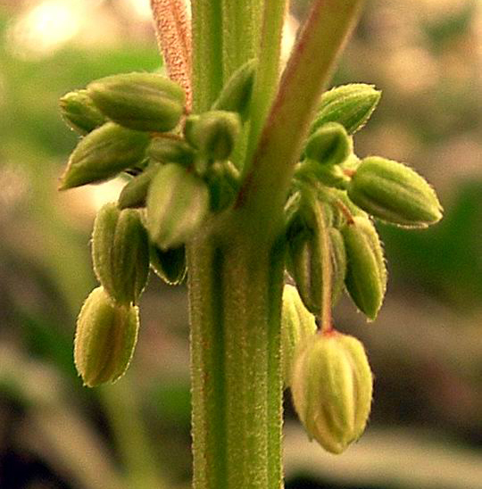 Male plant